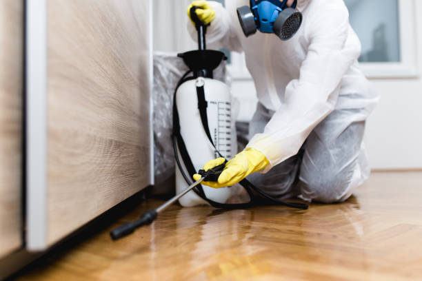 Best Rat Extermination Near Me  in Gypsum, CO