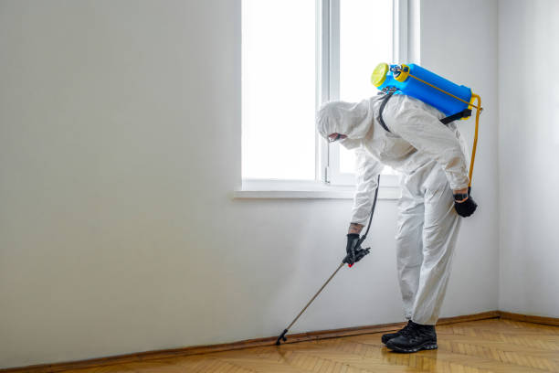 Best Wasp Removal Services  in Gypsum, CO