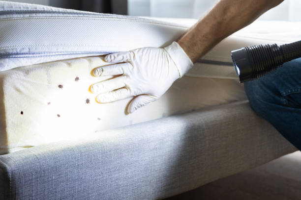 Best Bed Bug Extermination  in Gypsum, CO