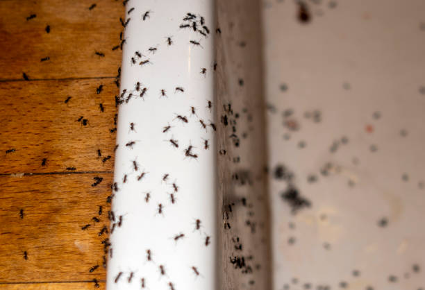 Best Commercial Pest Control Services  in Gypsum, CO