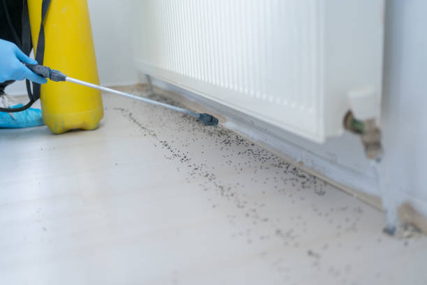 Best Flea Control Services  in Gypsum, CO