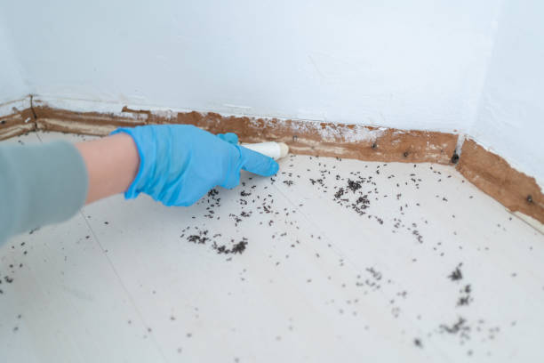 Best Wildlife Control Services  in Gypsum, CO